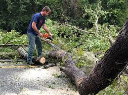 Best Emergency Tree Removal  in Flying Hills, PA